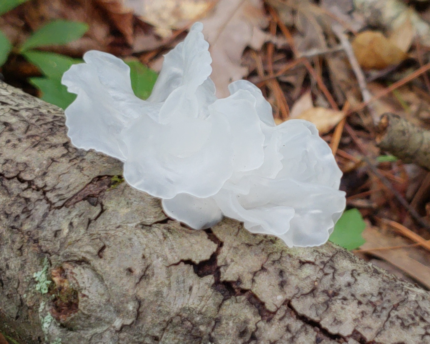 1747 x 1498 snow fungus