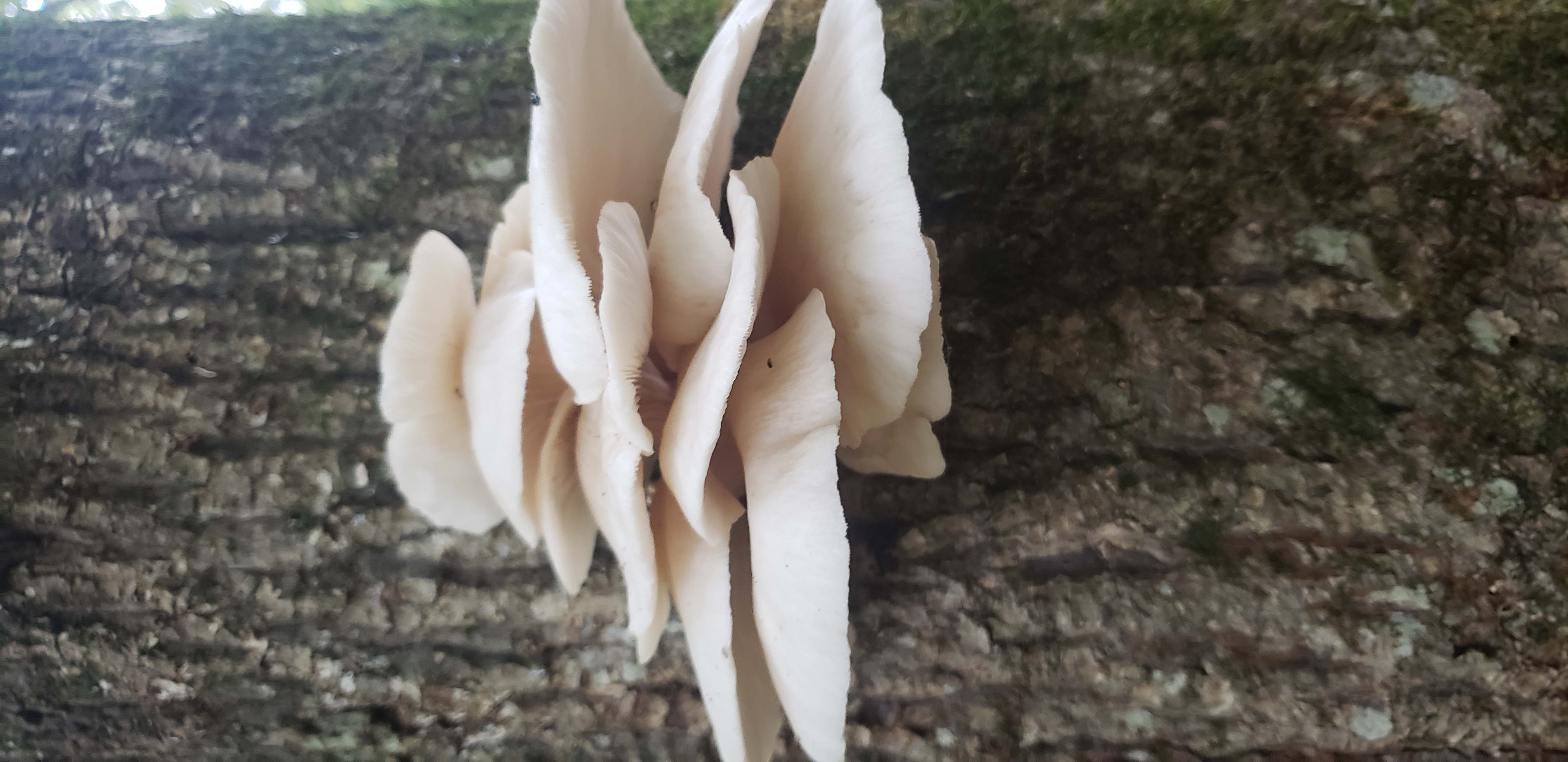 1960 x 4032 oyster mushroom