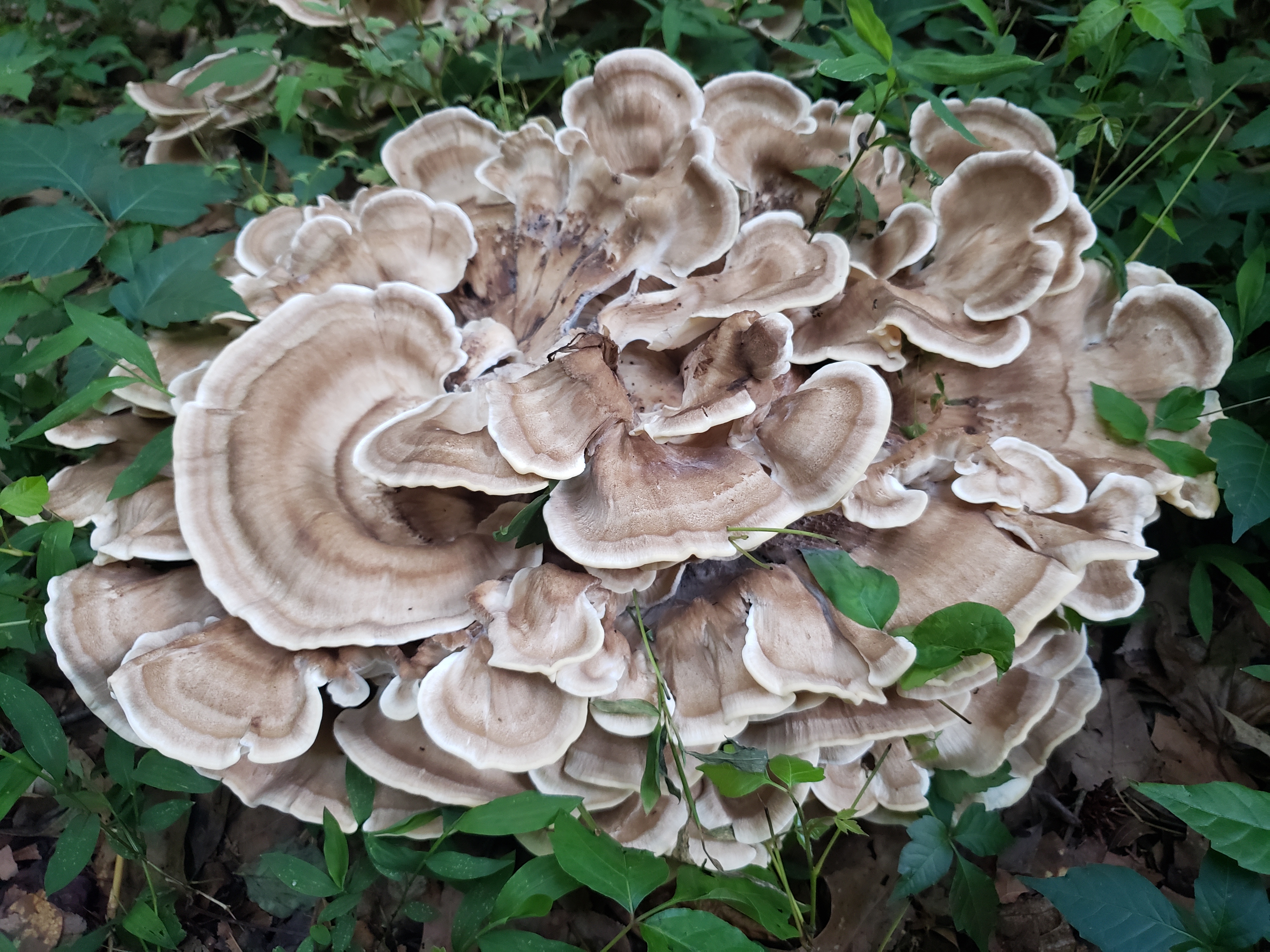 black staining polypore