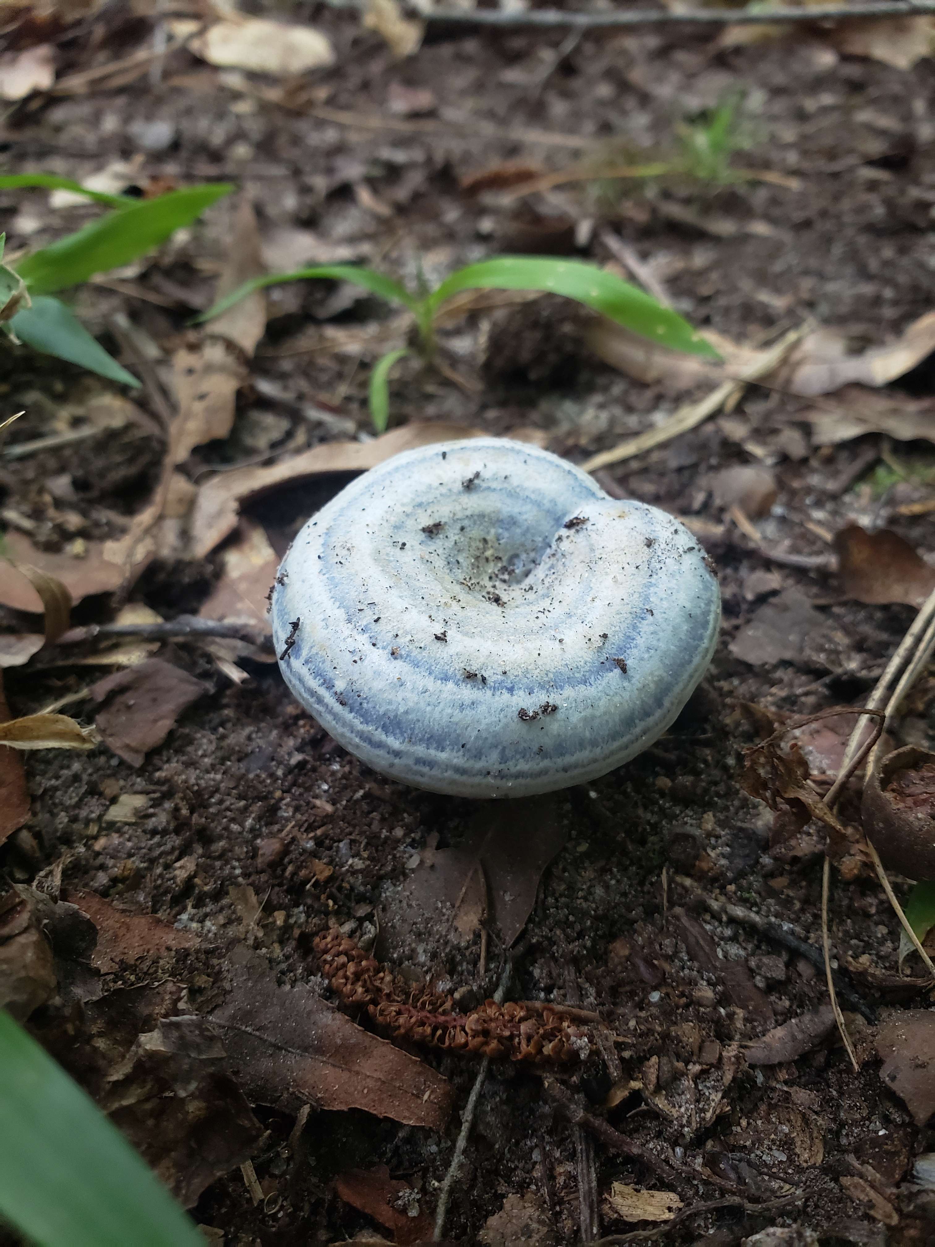 lactarius indigo