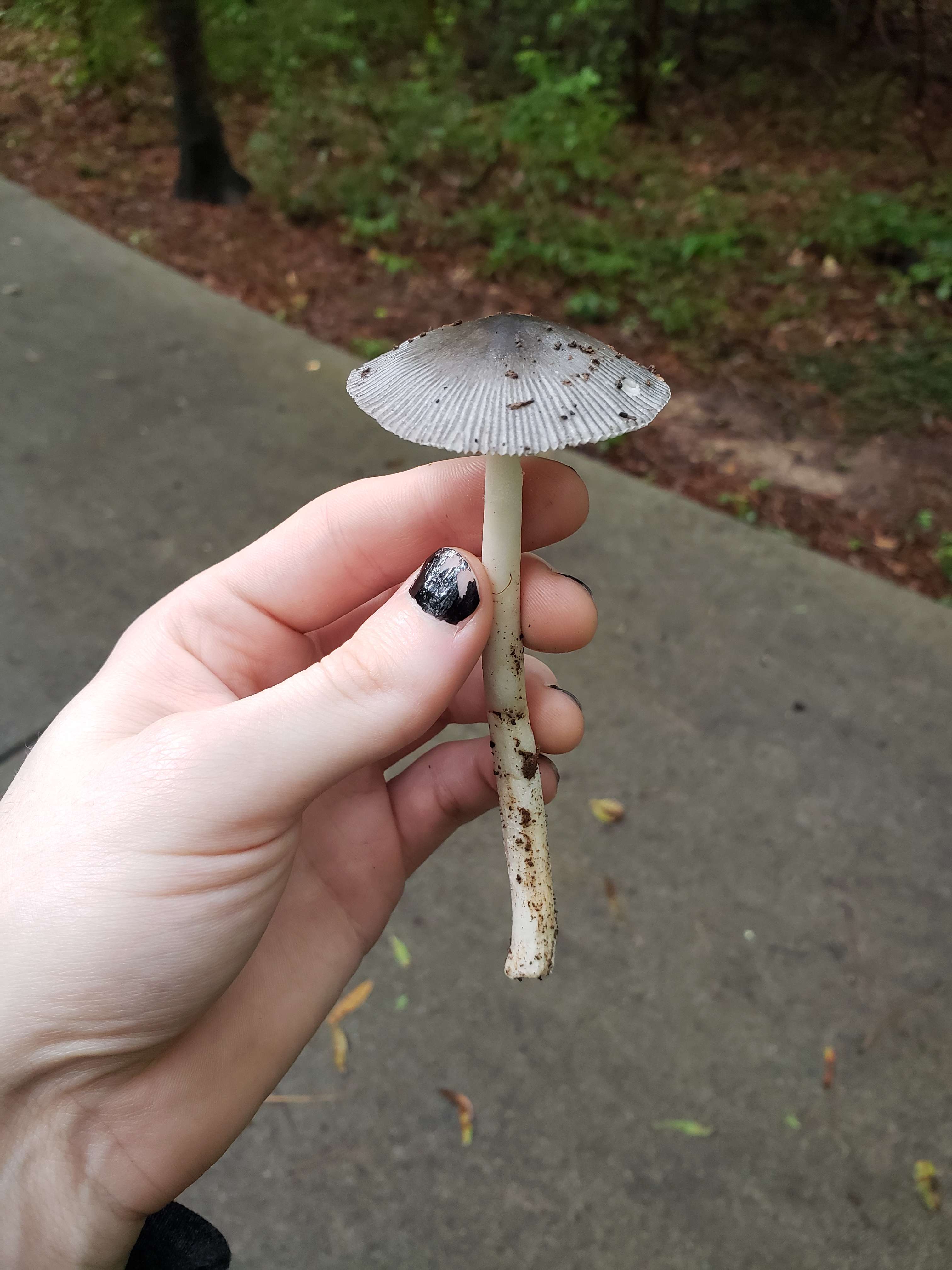  3024 x  4032 amanita vaginata