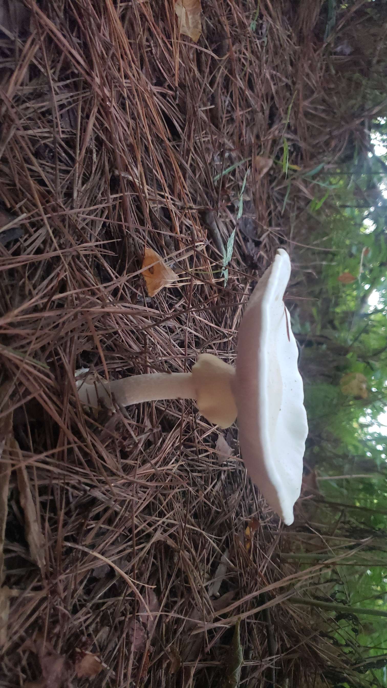 destroying angel