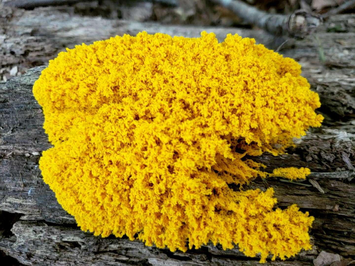 dog vomit slime mold