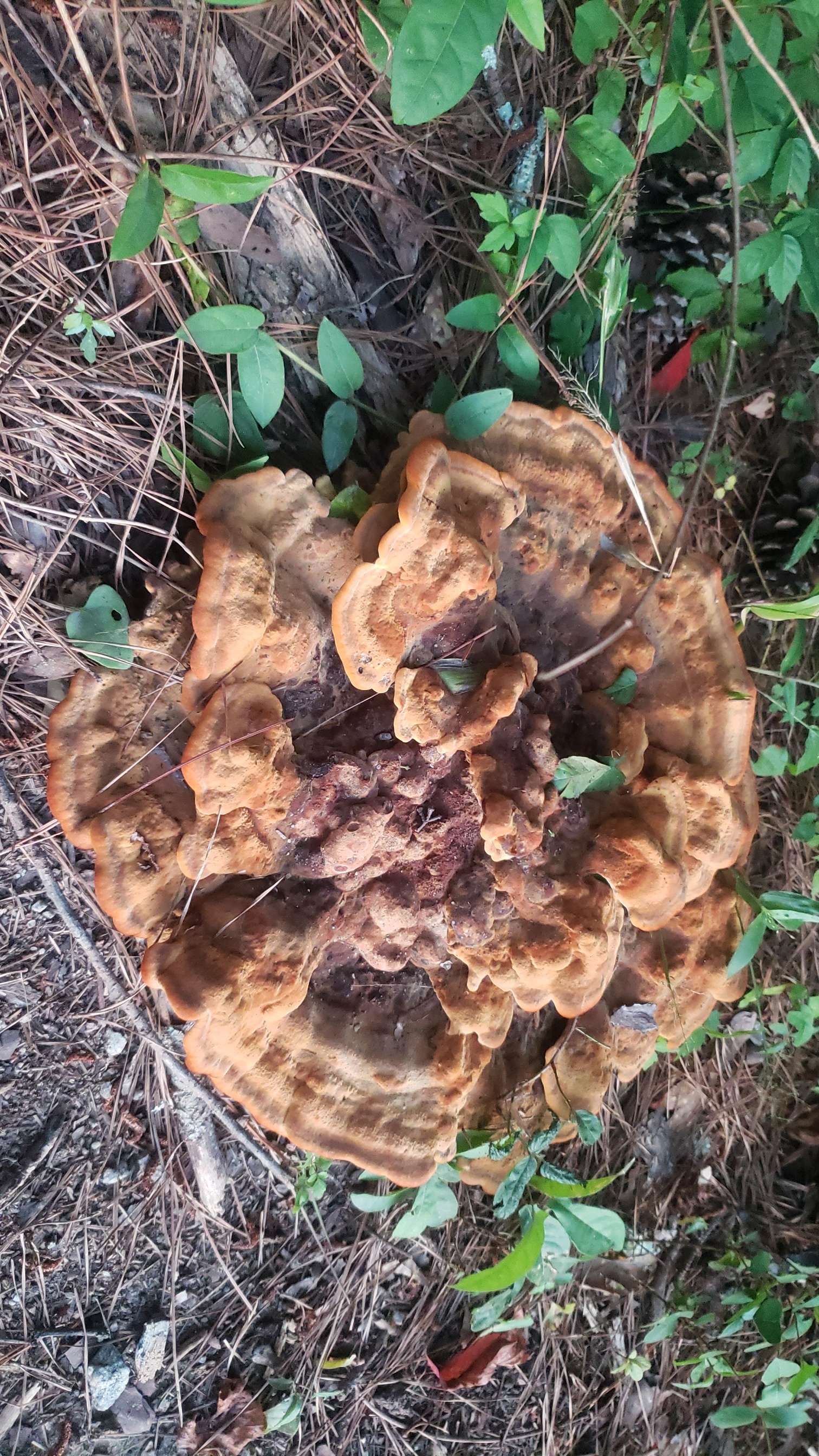 dyers polypore