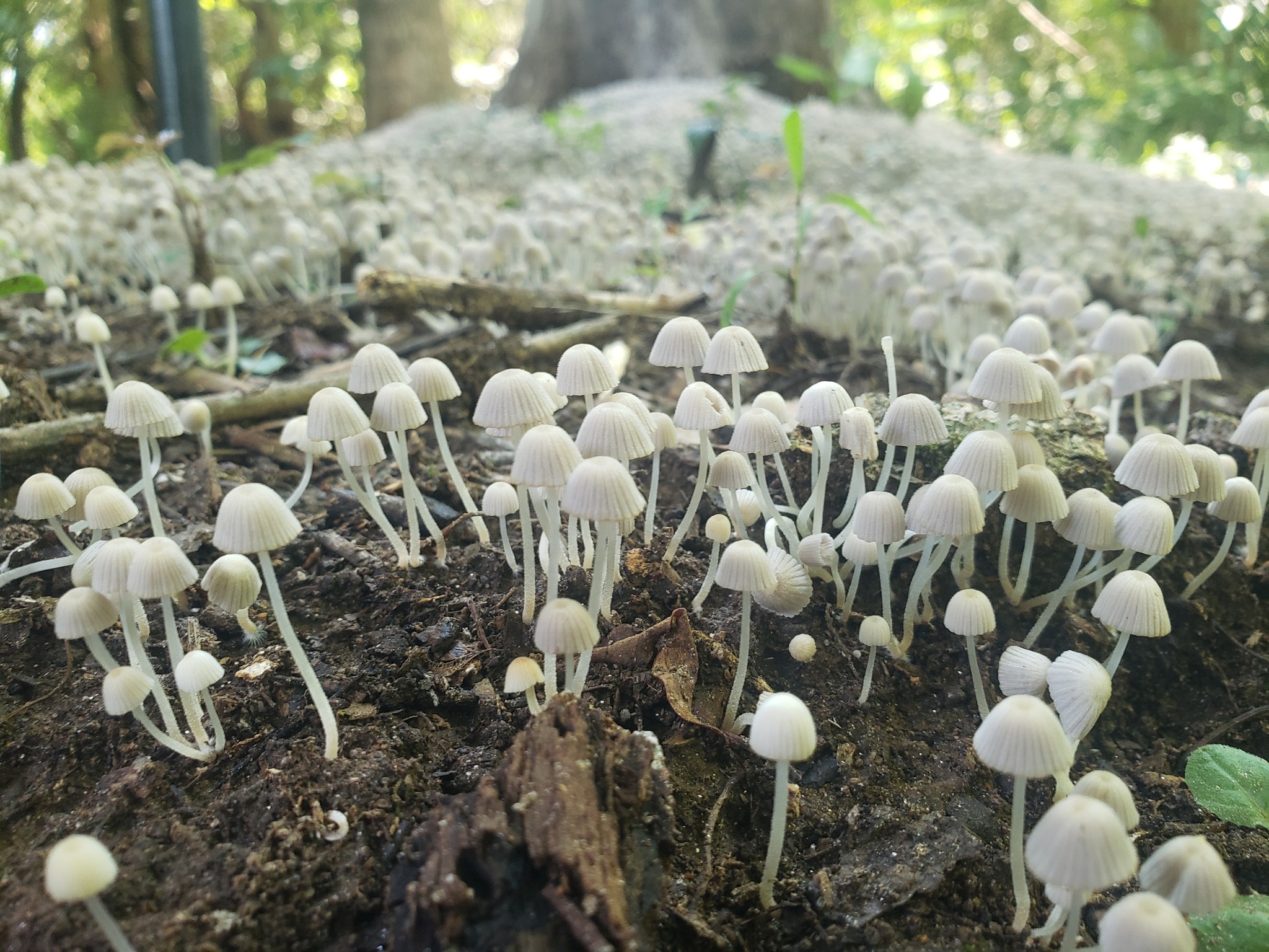 2048 1536  fairy ink cap