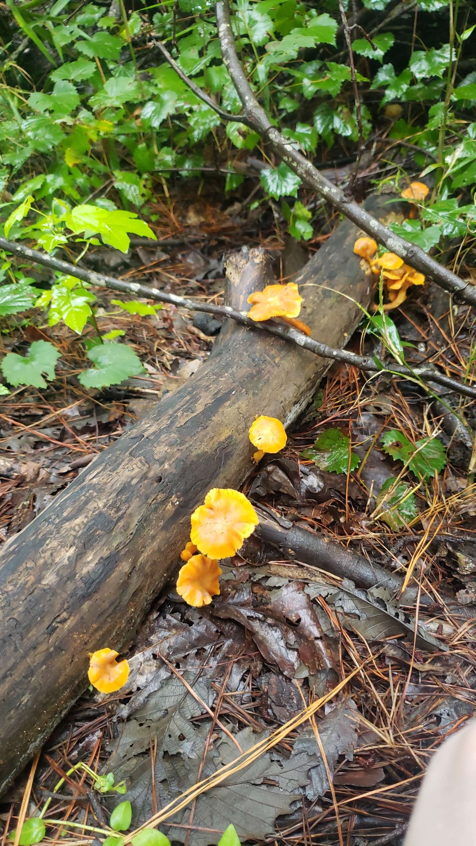 jackolanterns