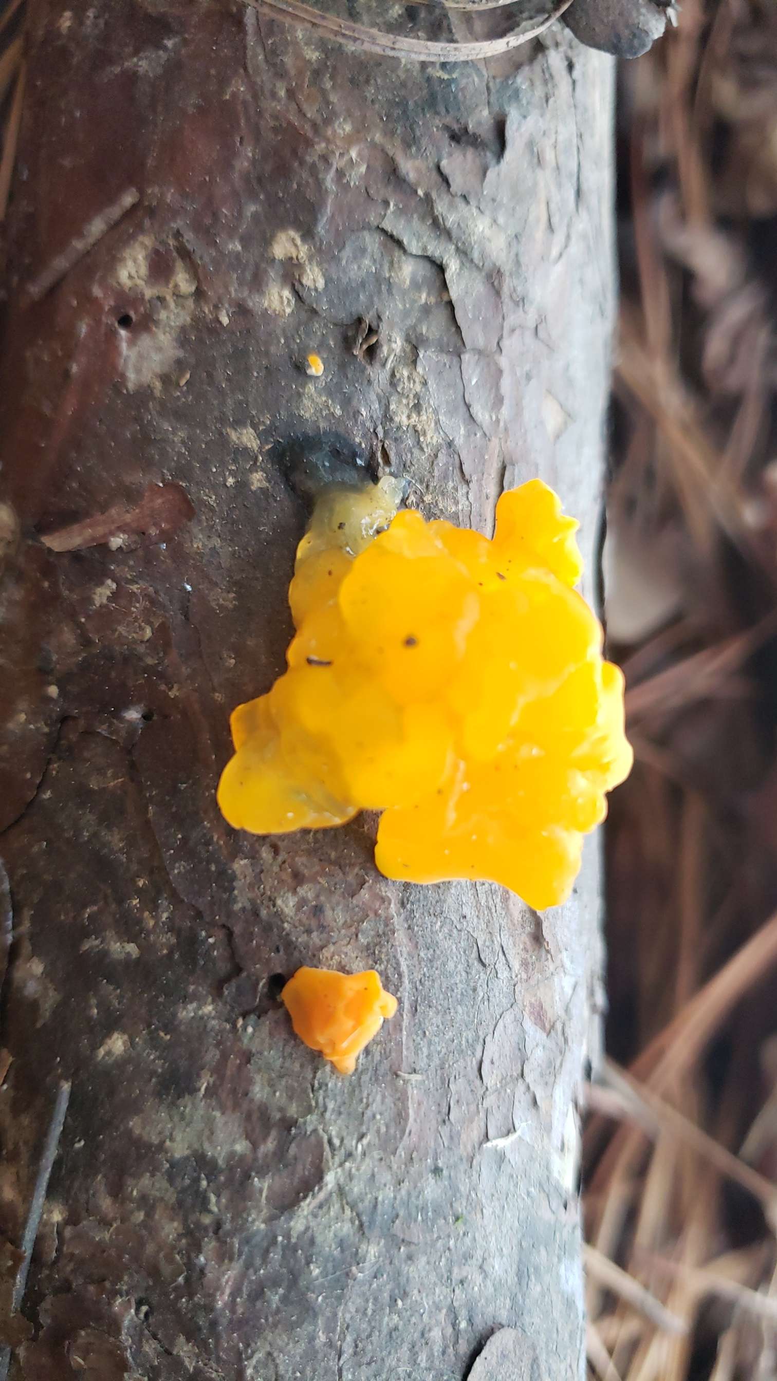 witches butter