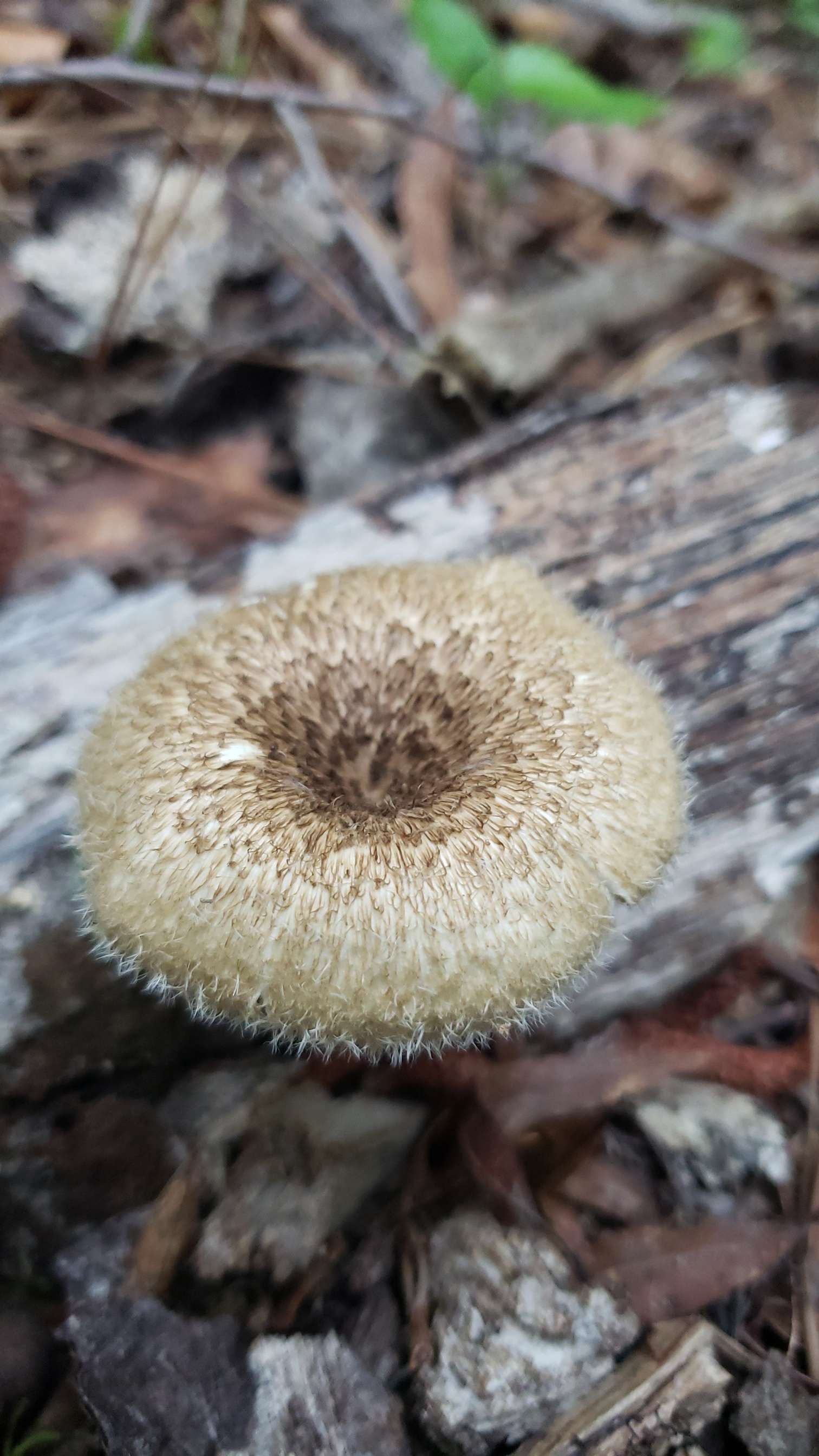 lentinus tigrinus