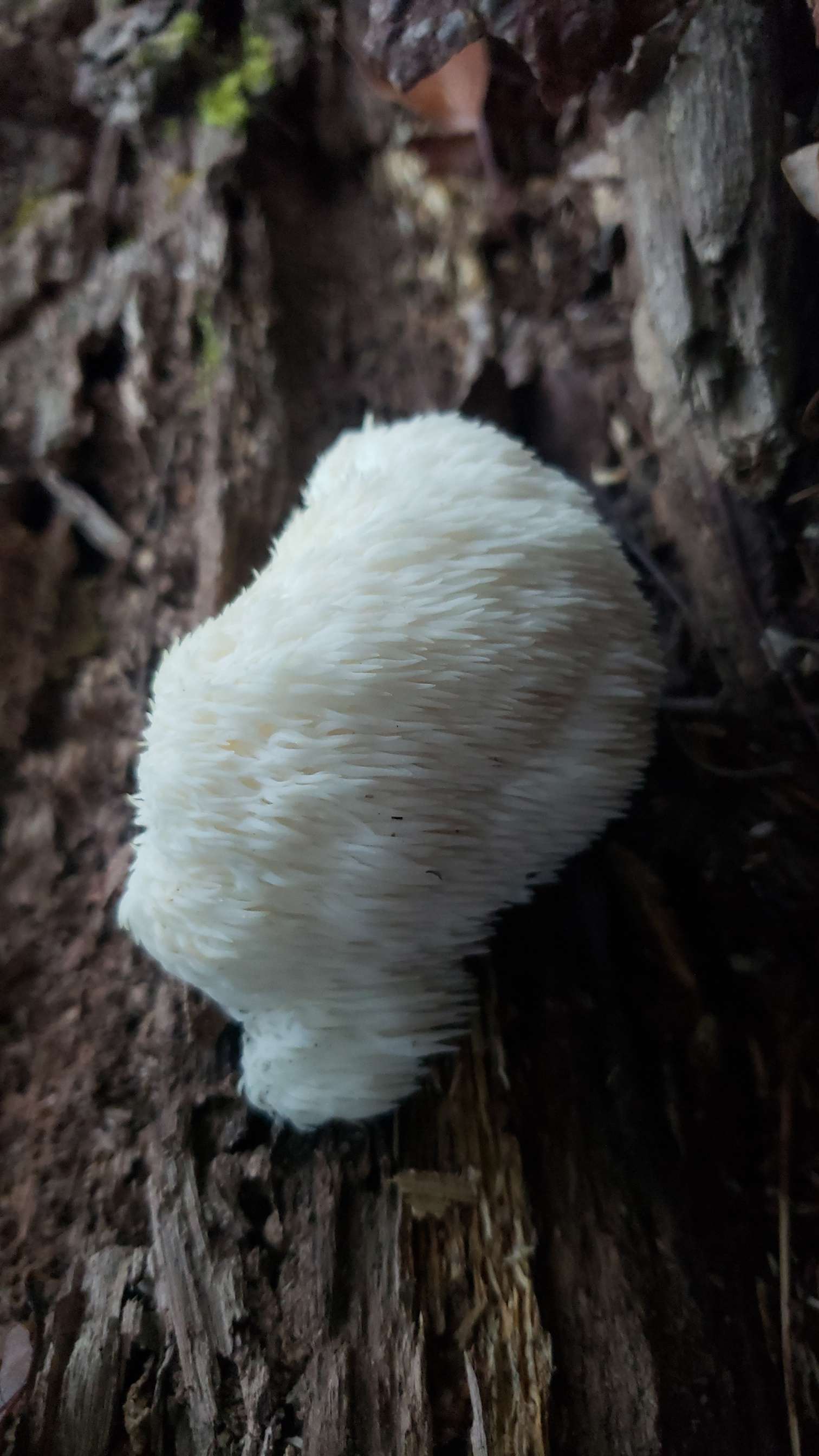 lions mane