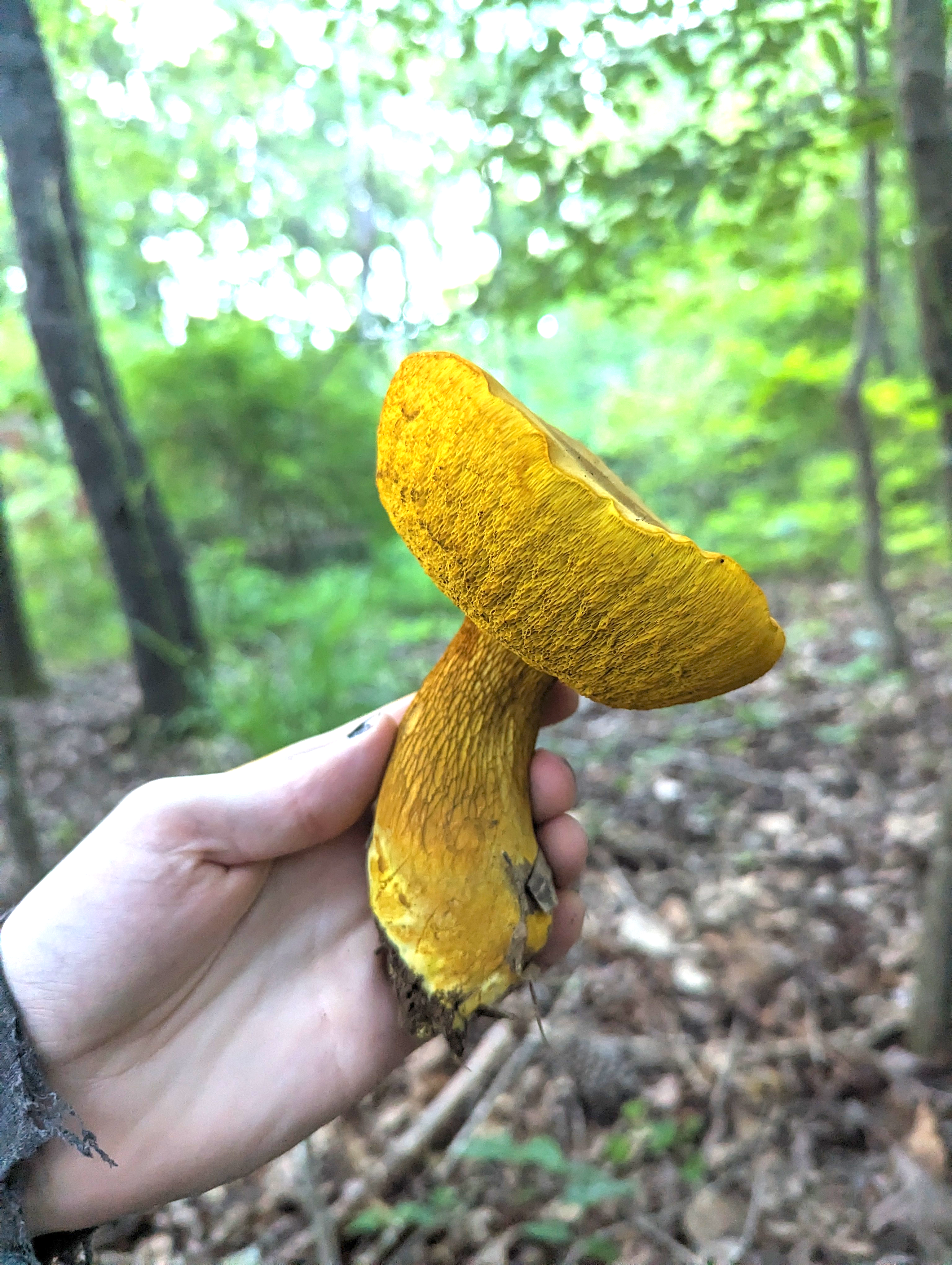 ornate stem bolete