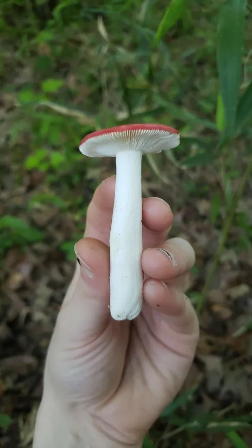 emetica