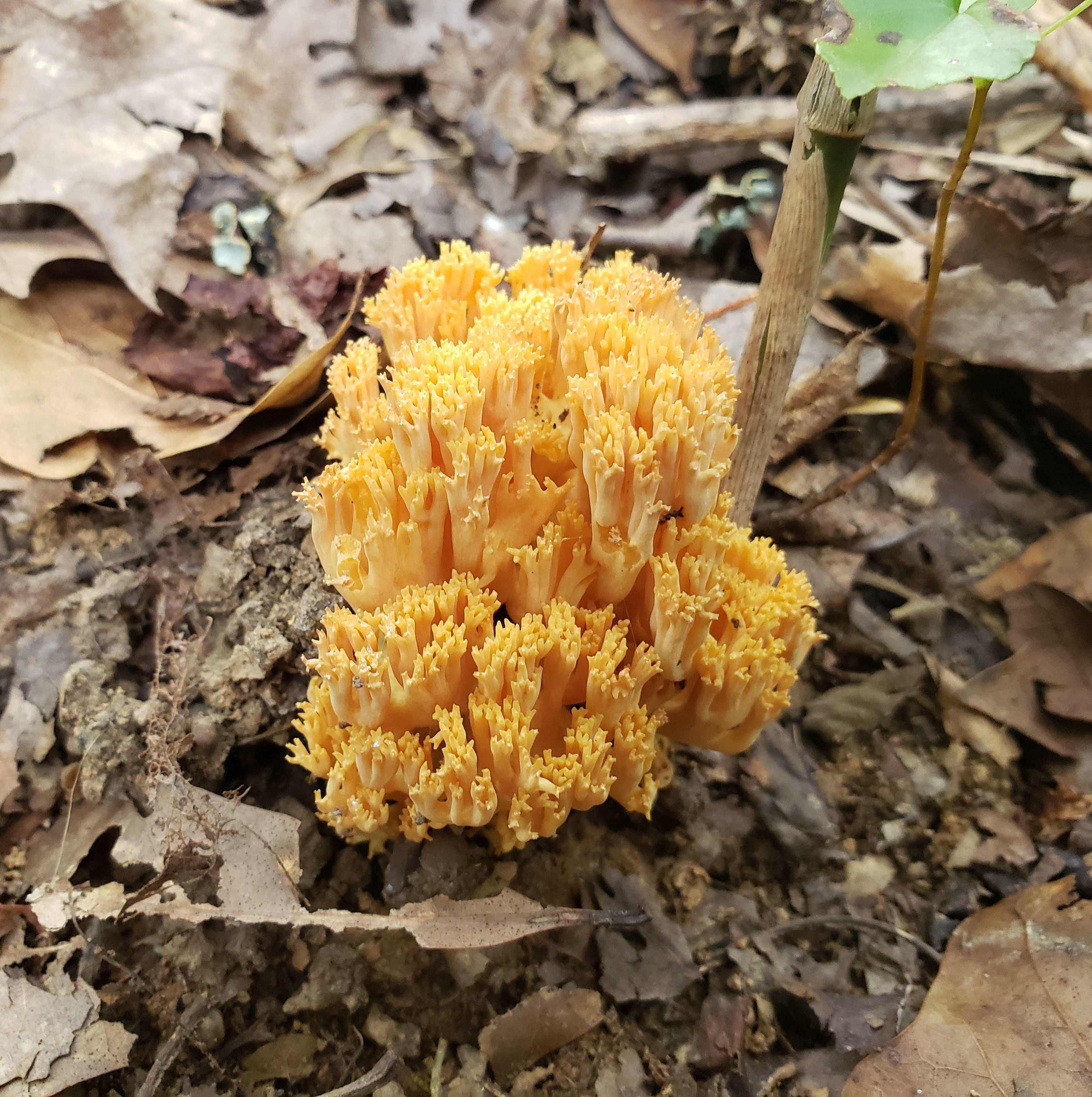 3012 x 3024 ramaria