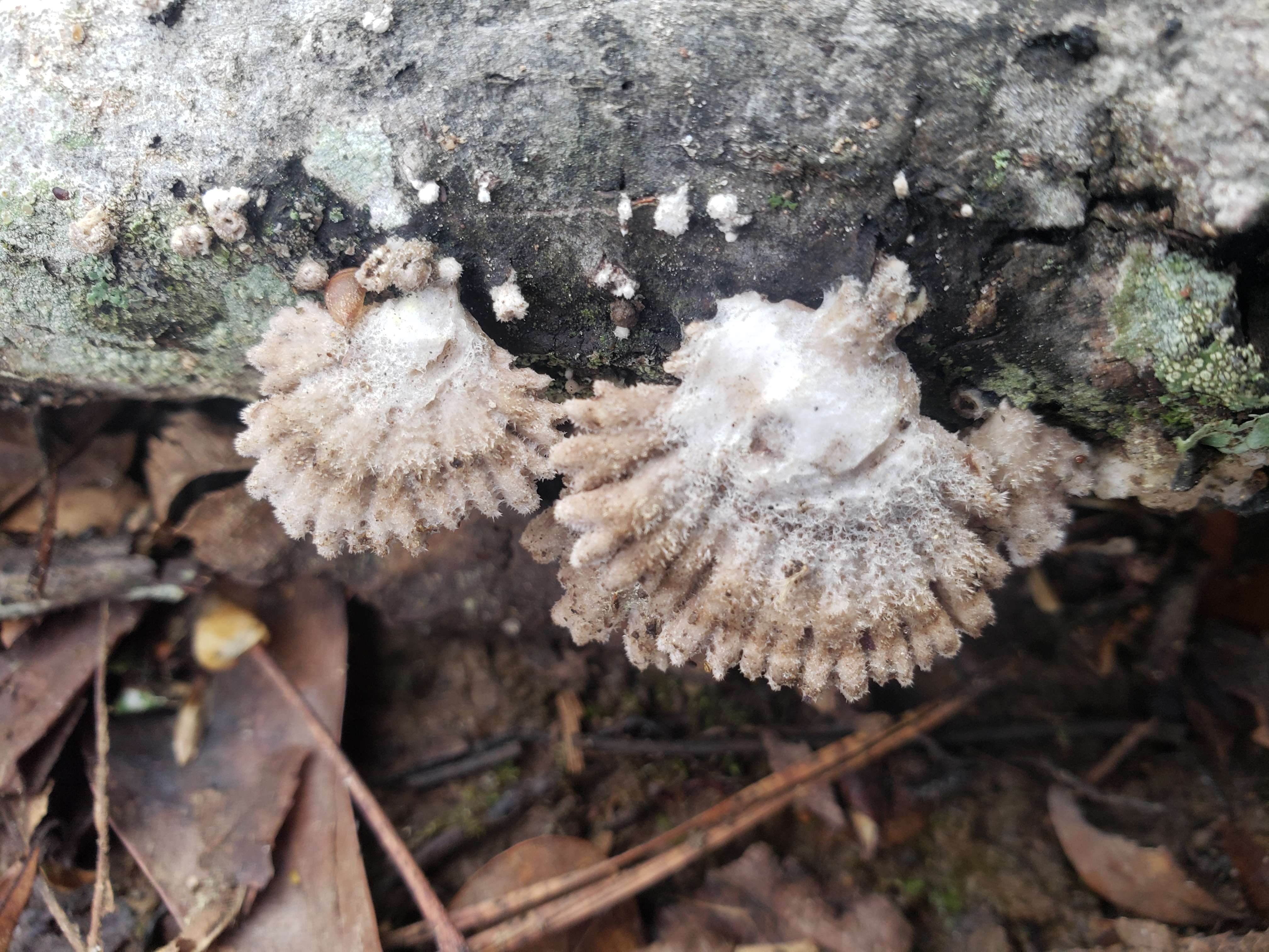 4032 3024 schizophyllum commune 