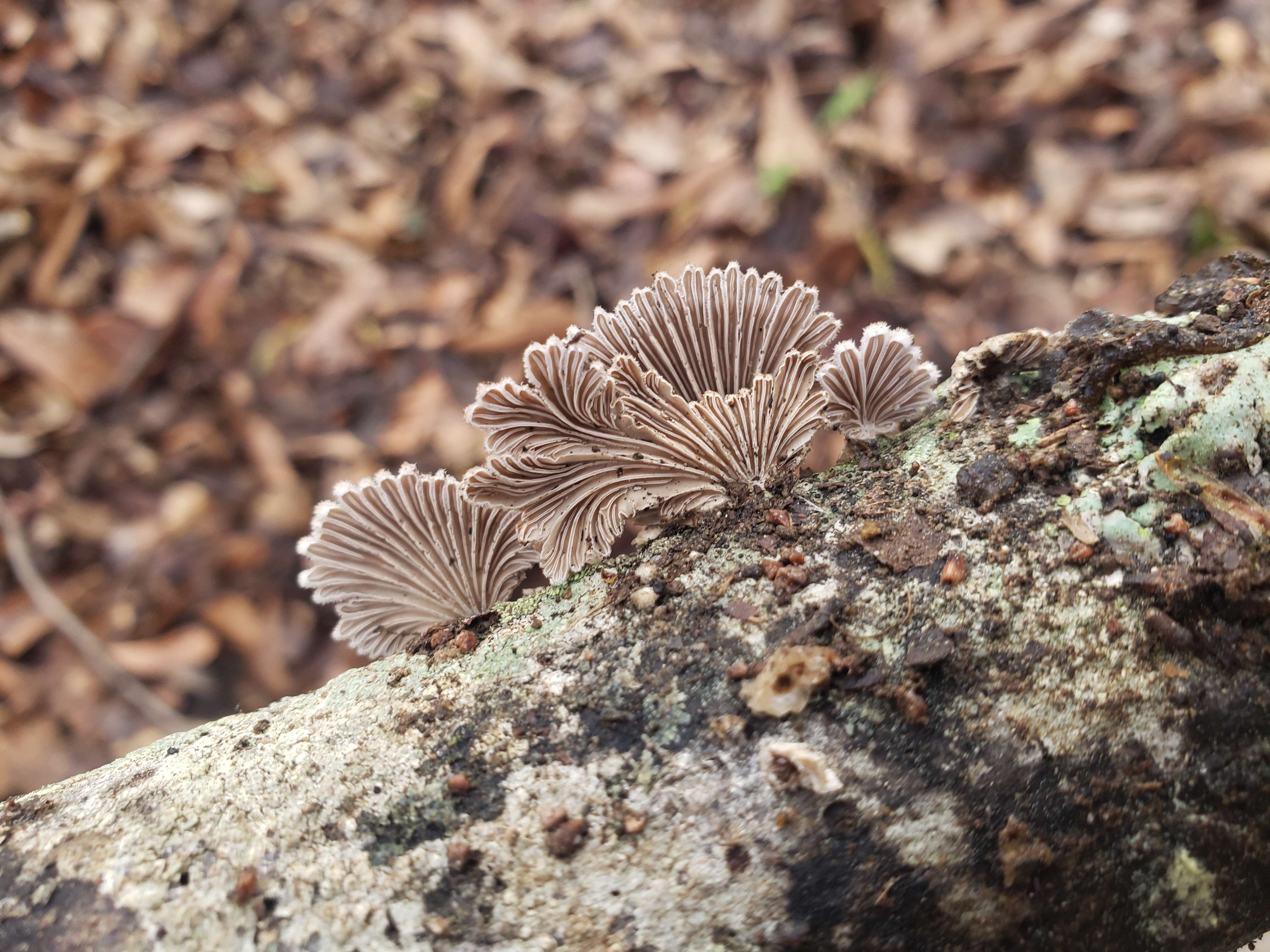 schizophyllum commune gills