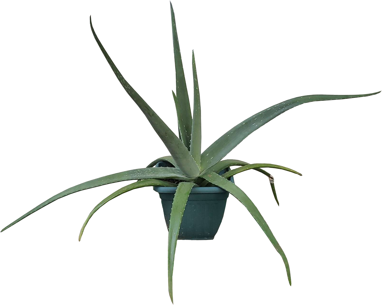 aloe