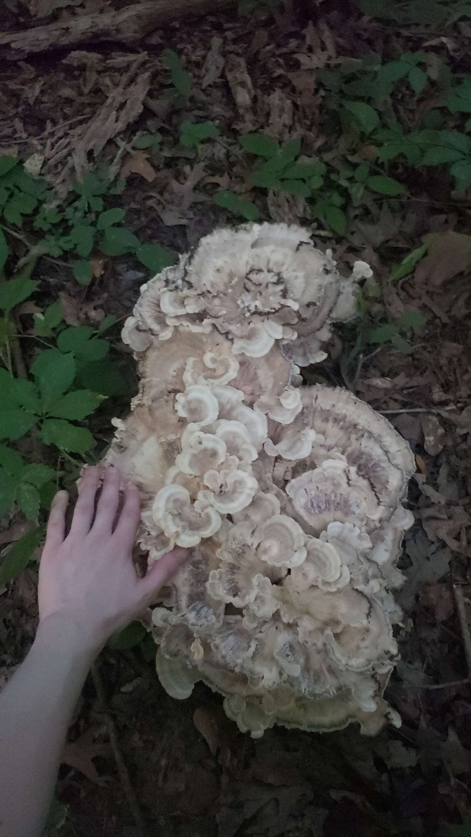 big black staining polypore