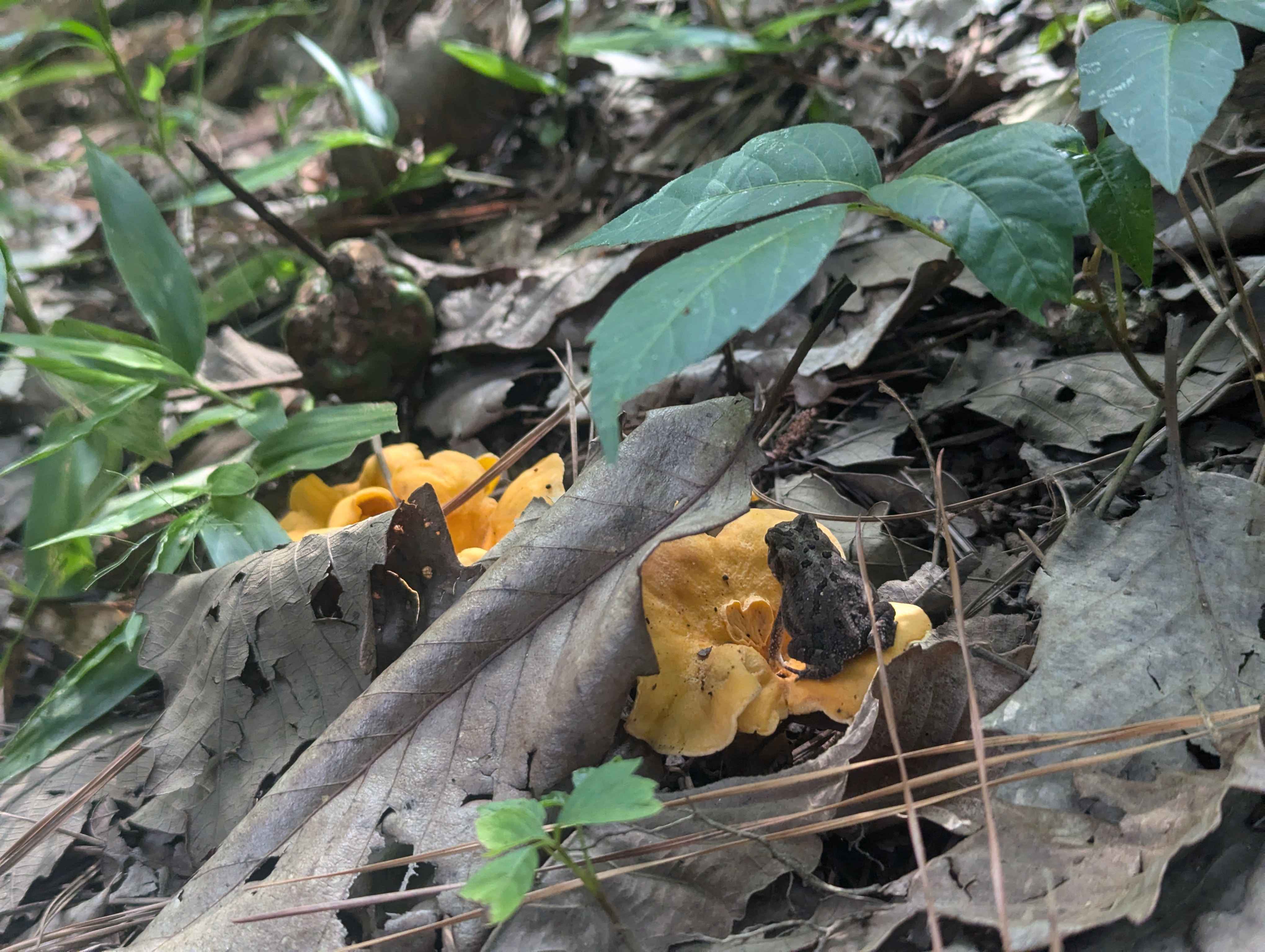 frog on chanterelle