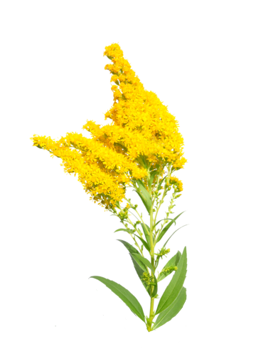 goldenrod