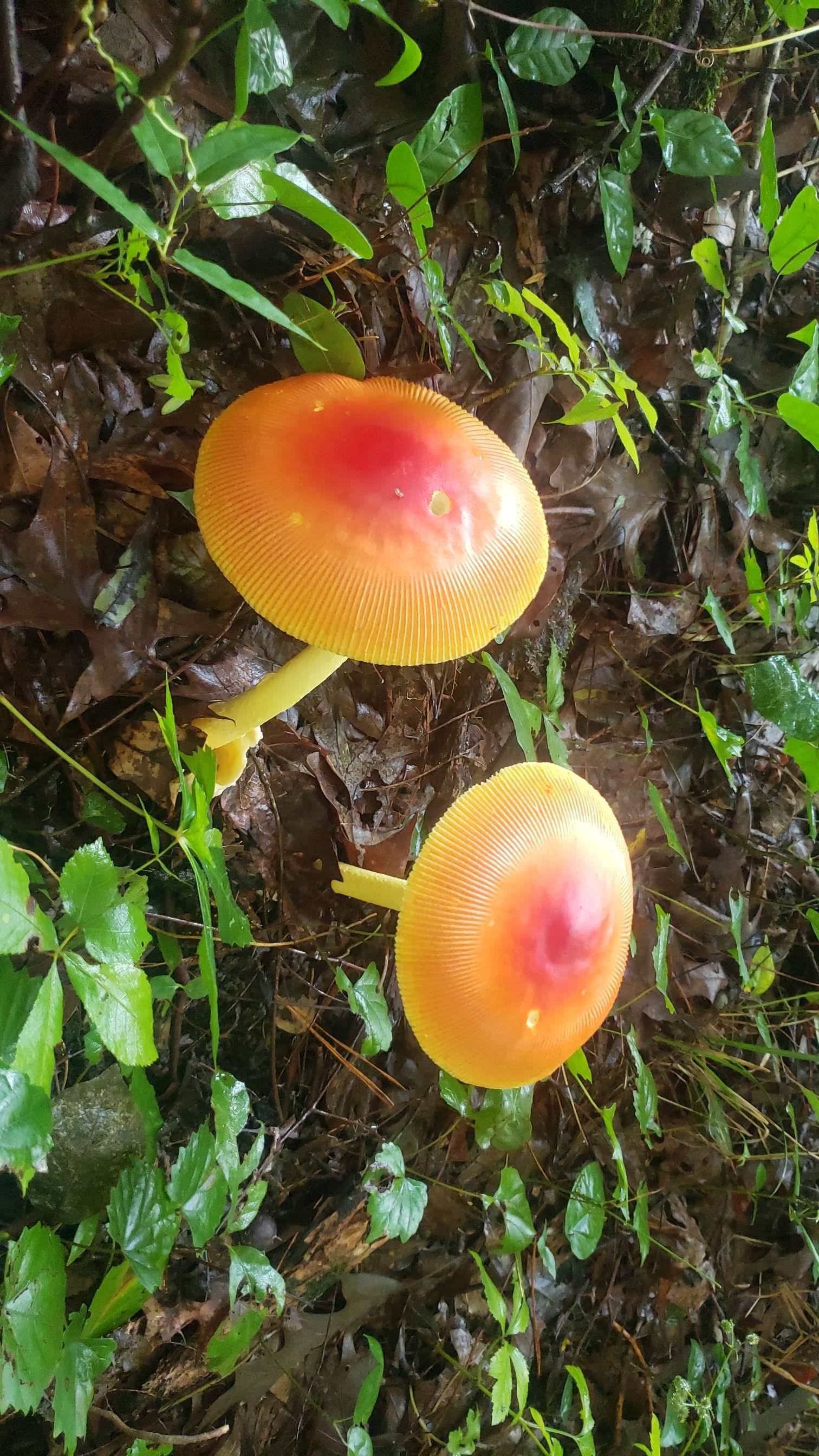 caesar mushrooms