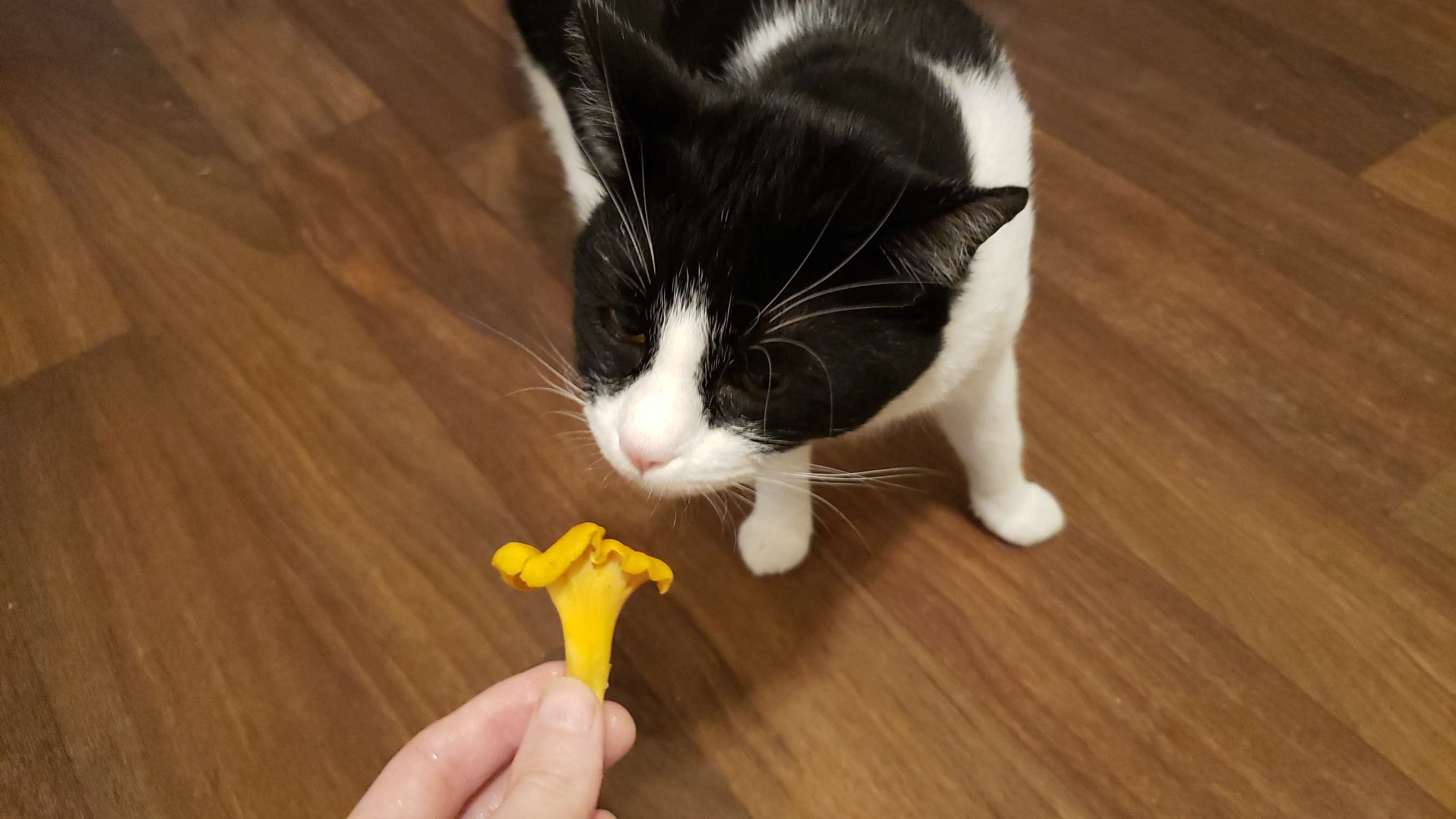 ruby smelling chanterelle