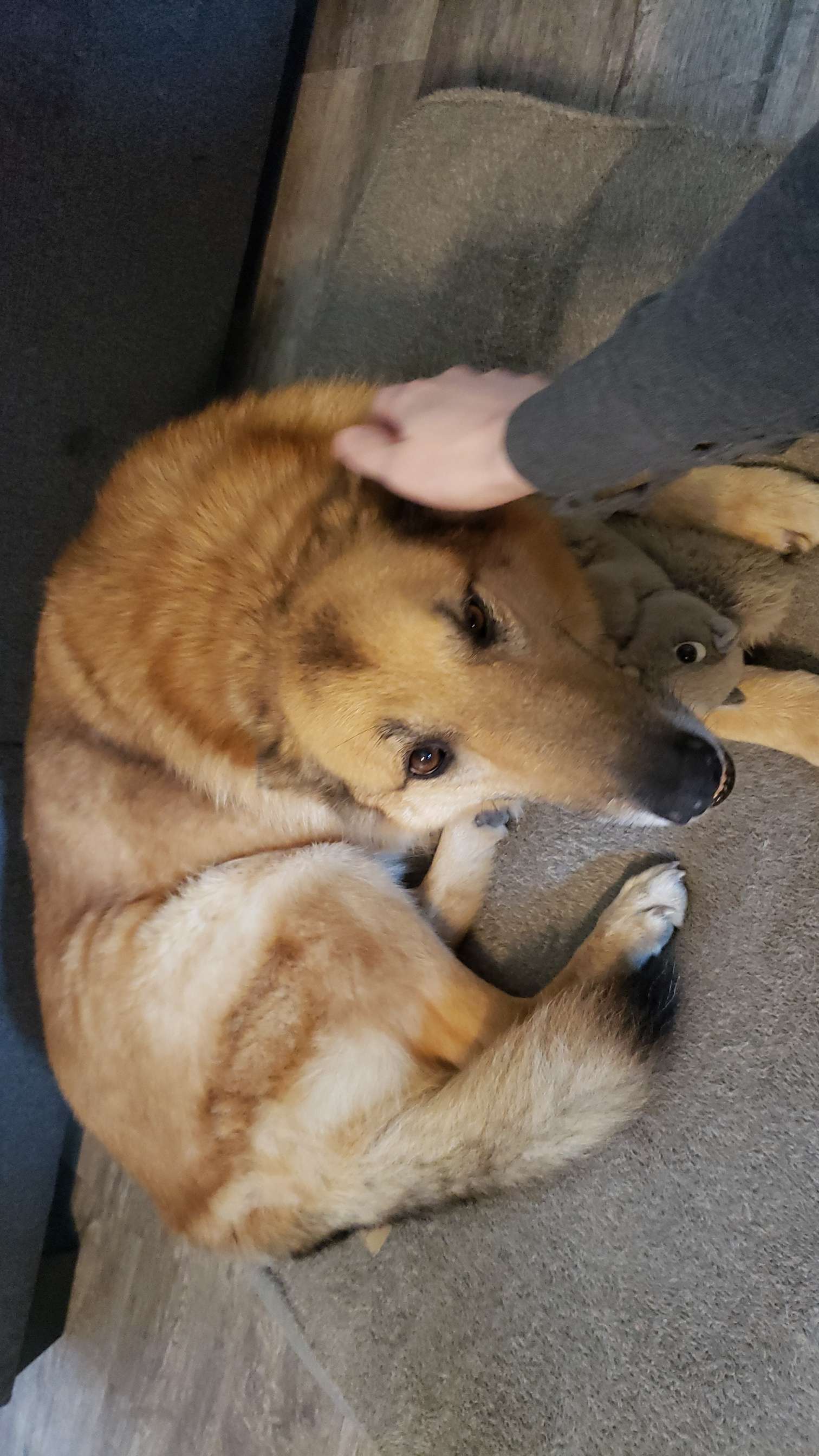 zoey and her toy squirrel