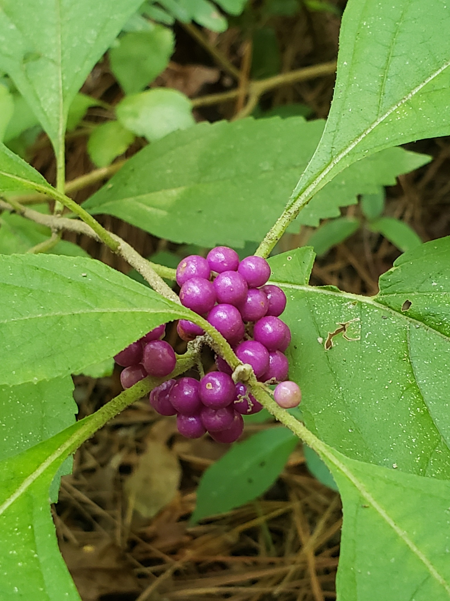 1536 2048 beautyberry