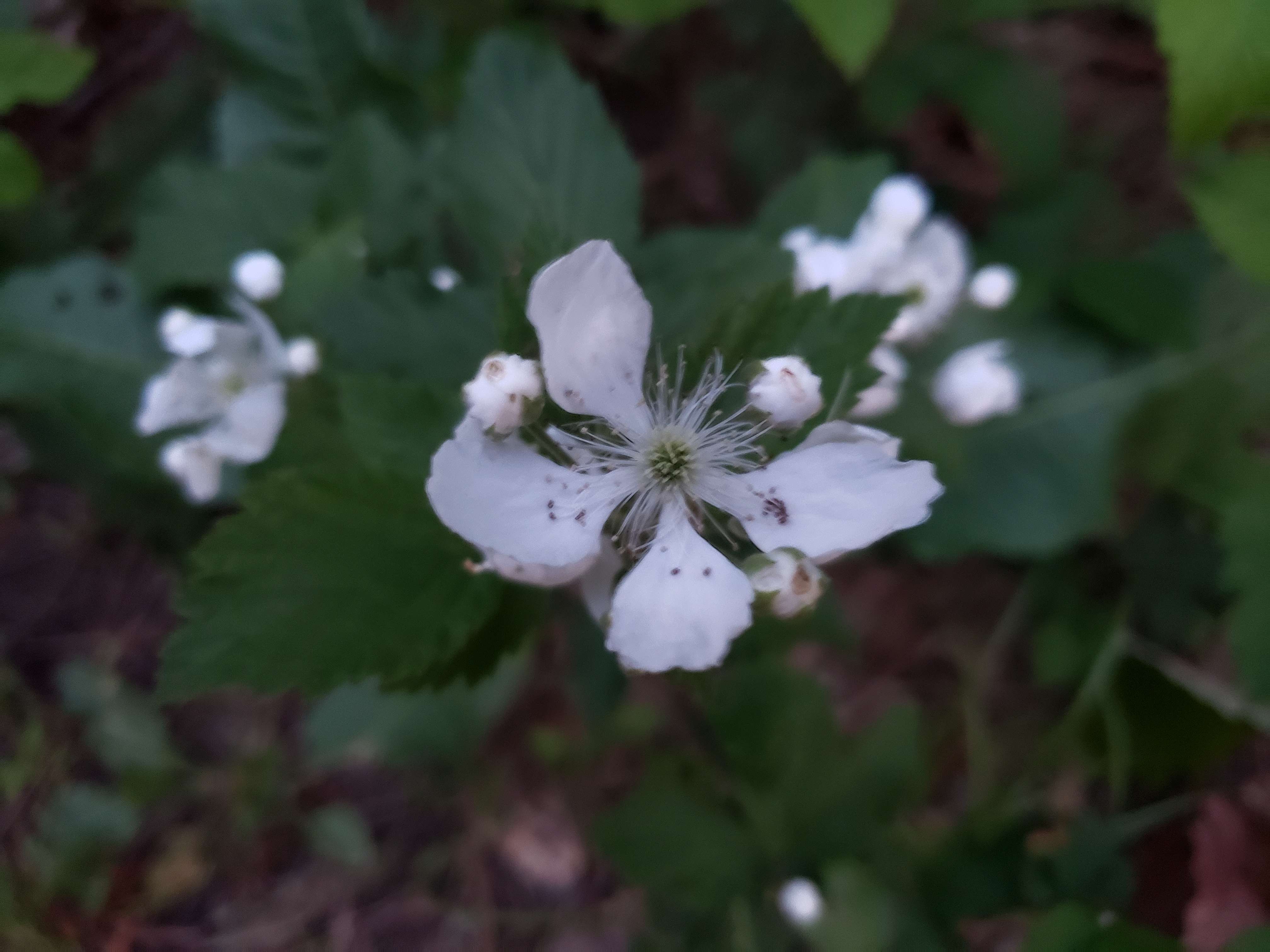 4032 x 3024 black berry flower