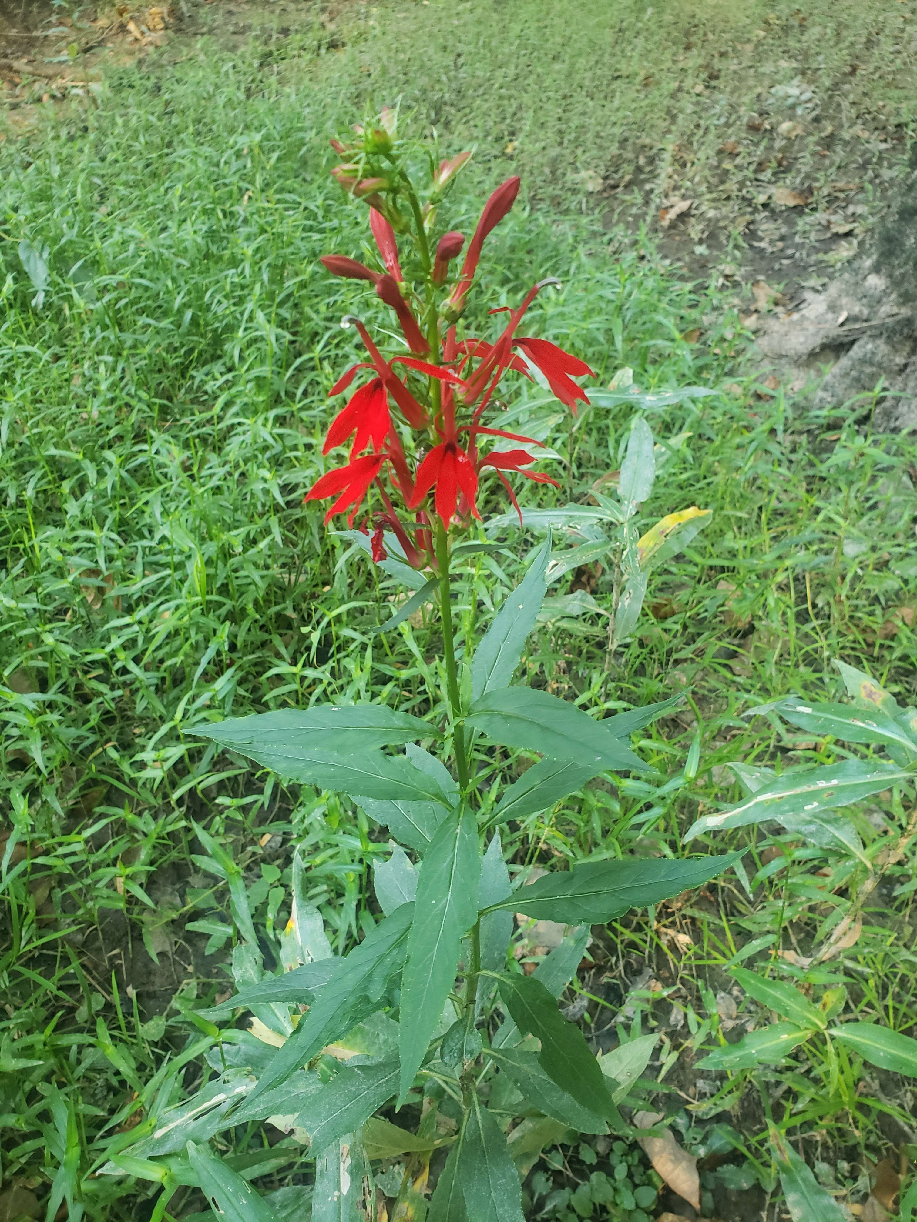 3024 x 4032 cardinal flower