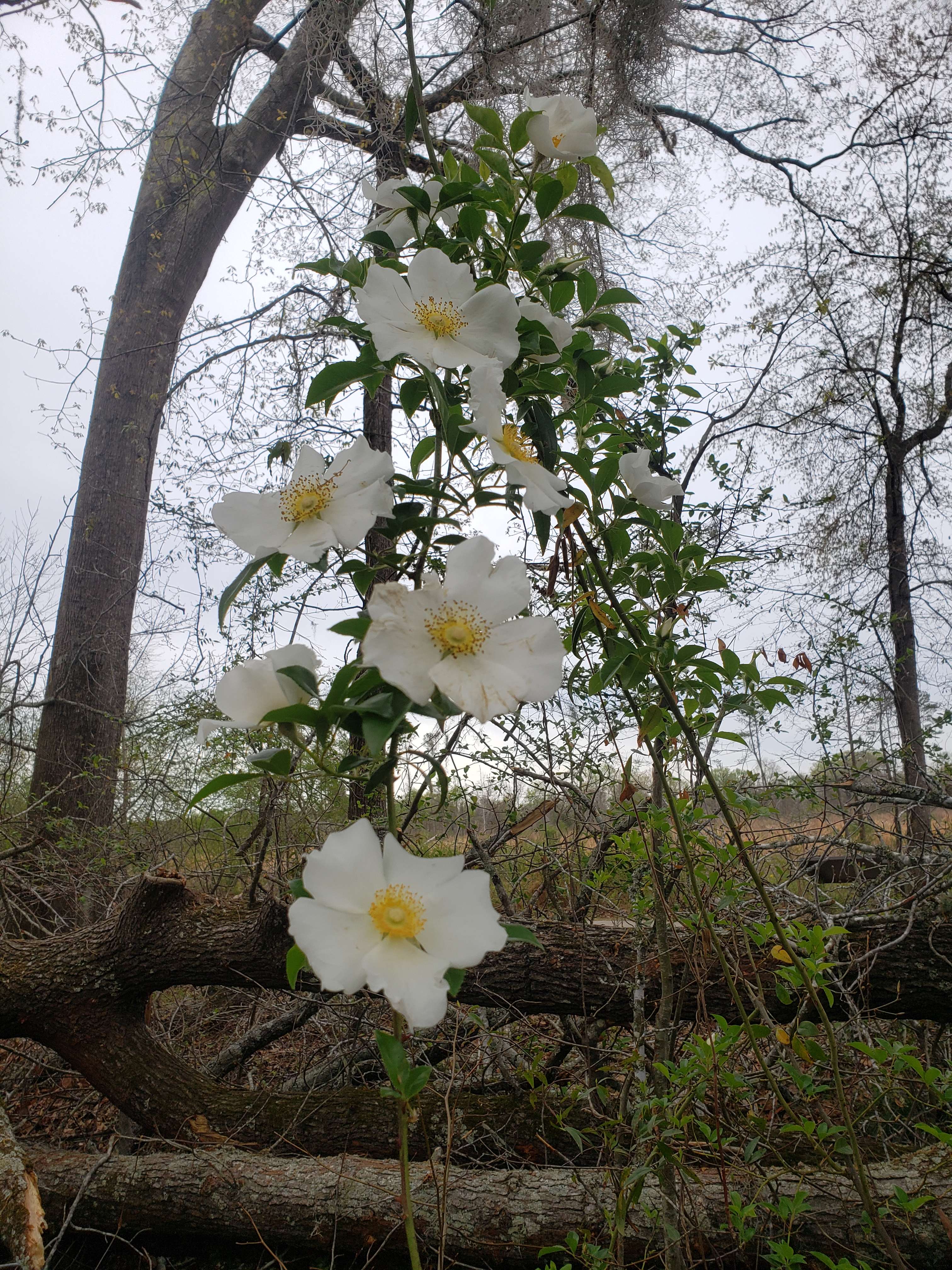 3024 x 4032 cherokee flower