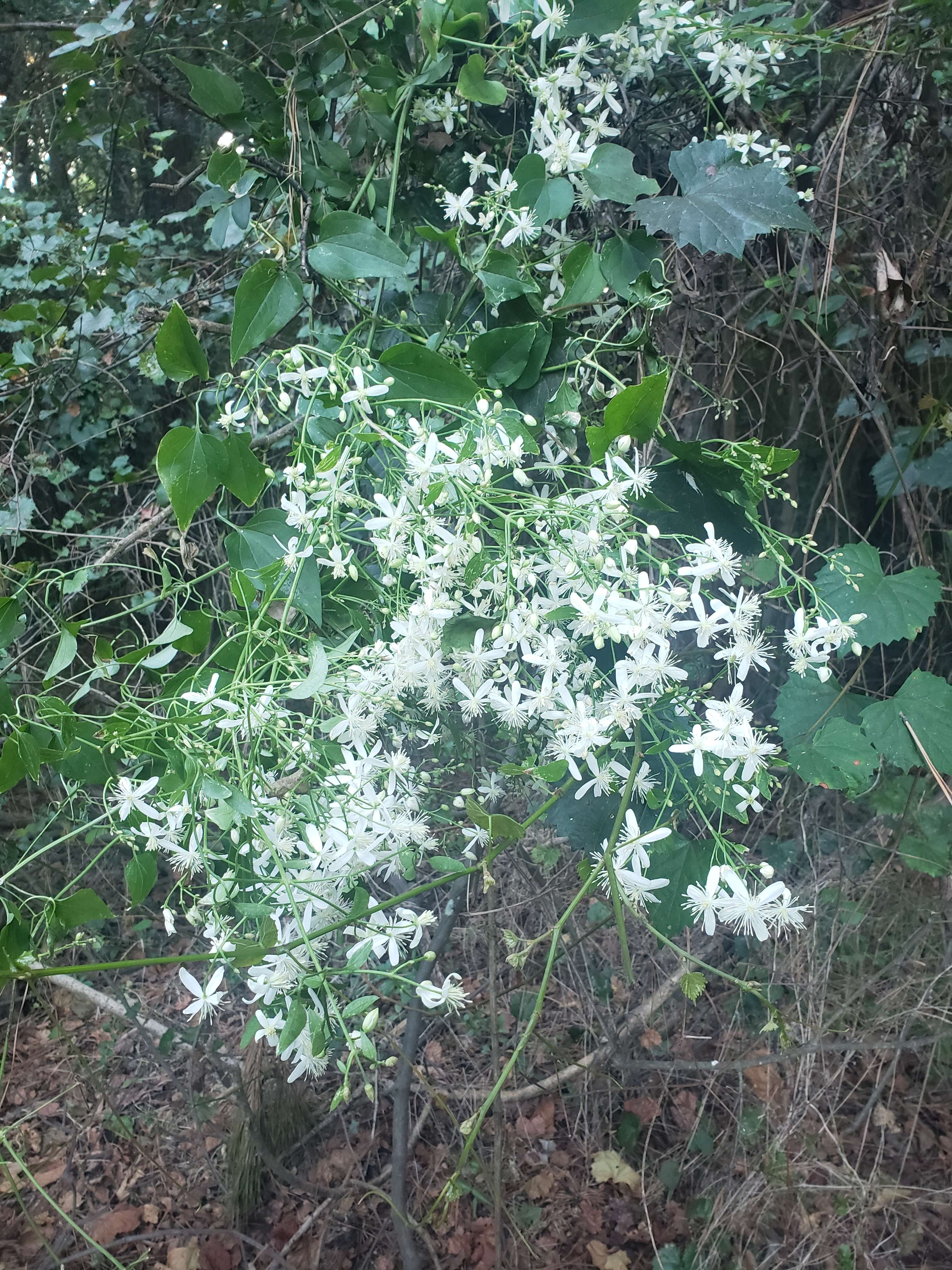 clematis 3024x4032