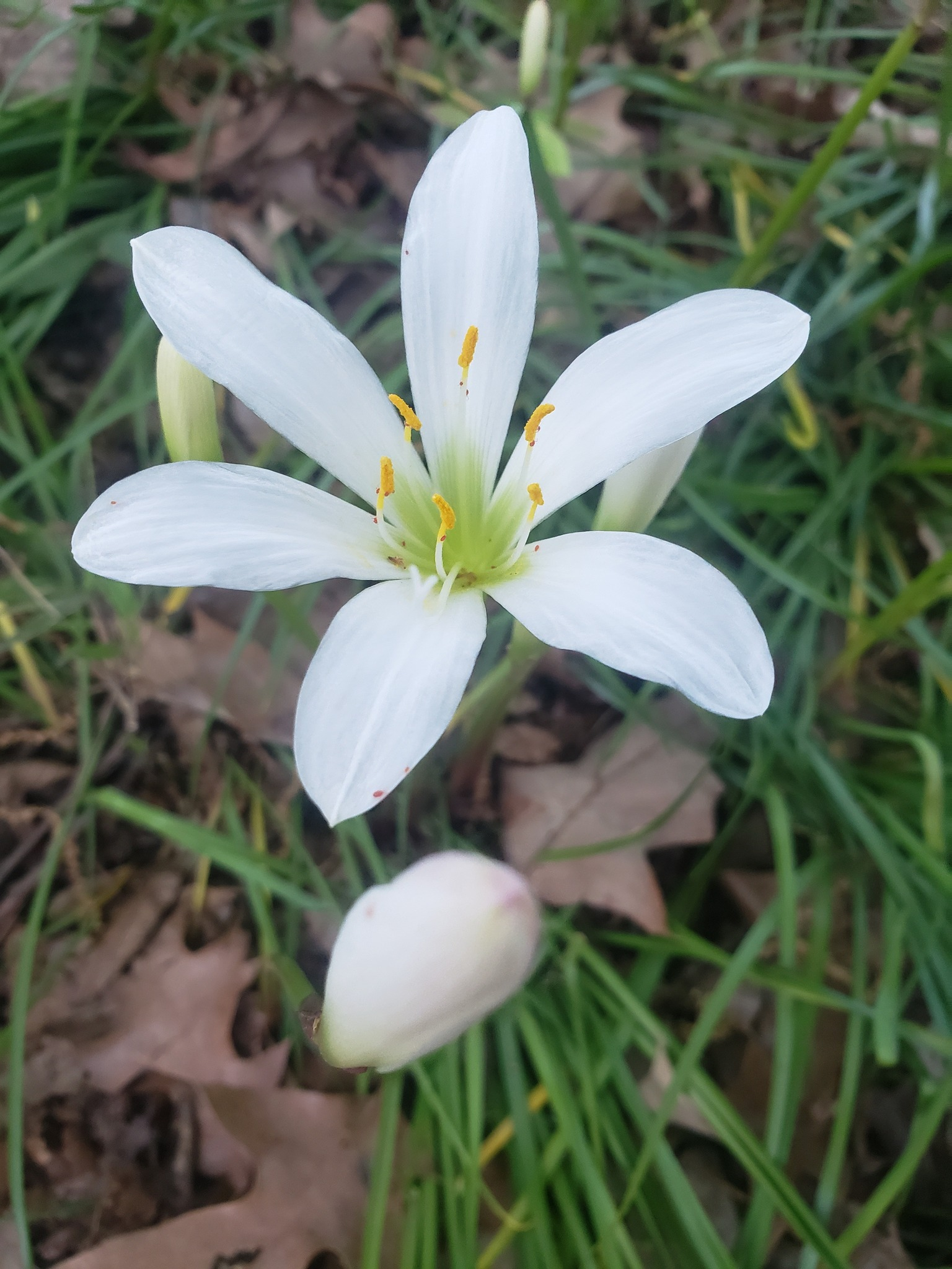 1536 x 2024 day easter lilly