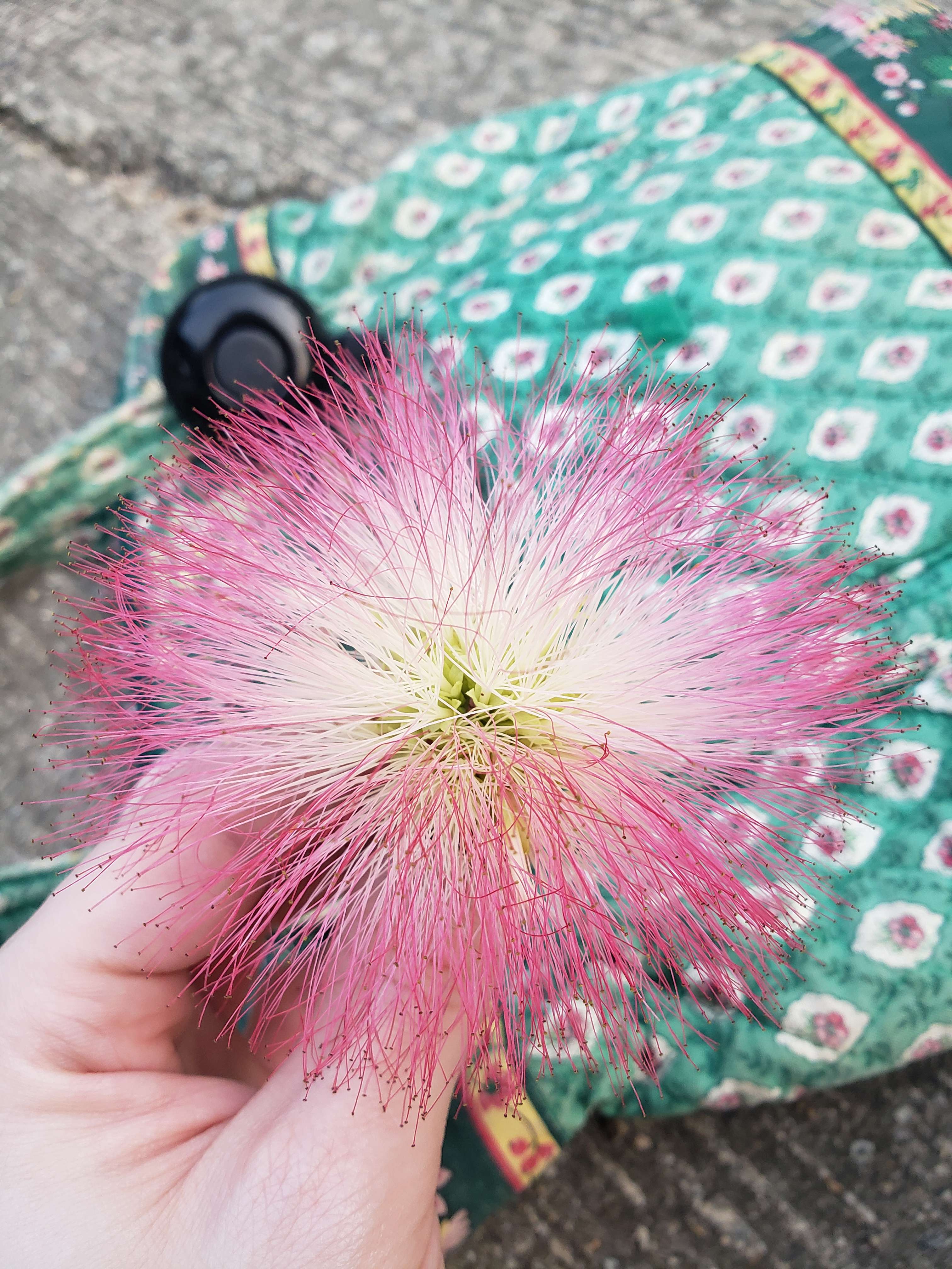  mimosa flower 3024 x 4032