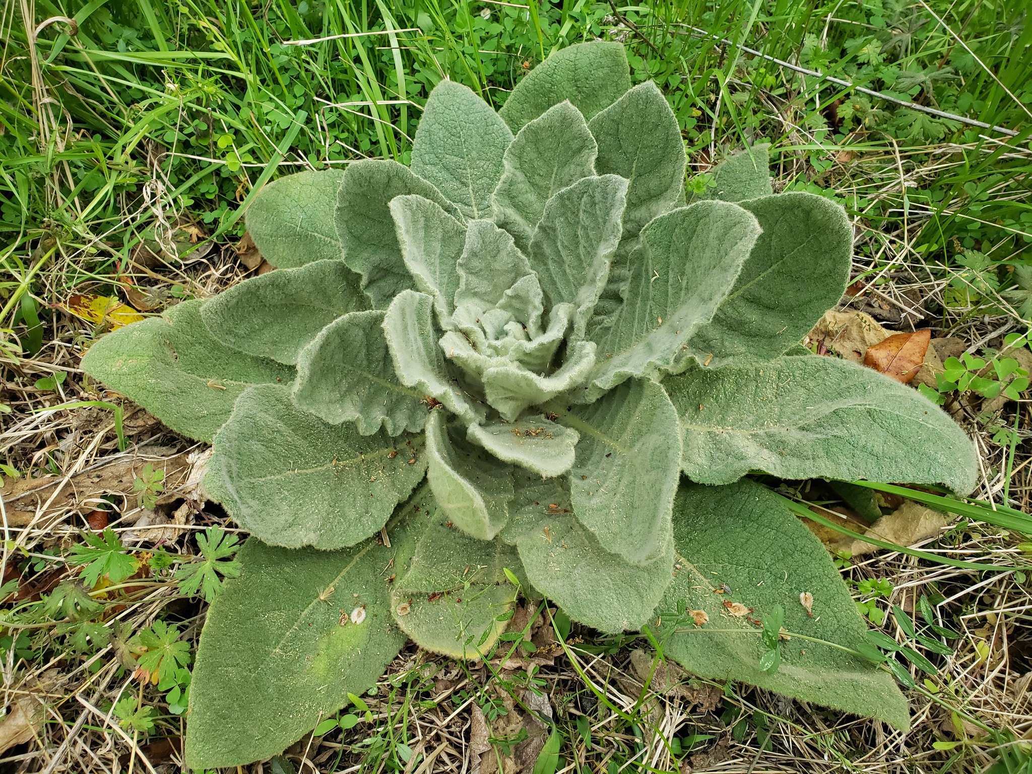 2048 x 1536 mullein