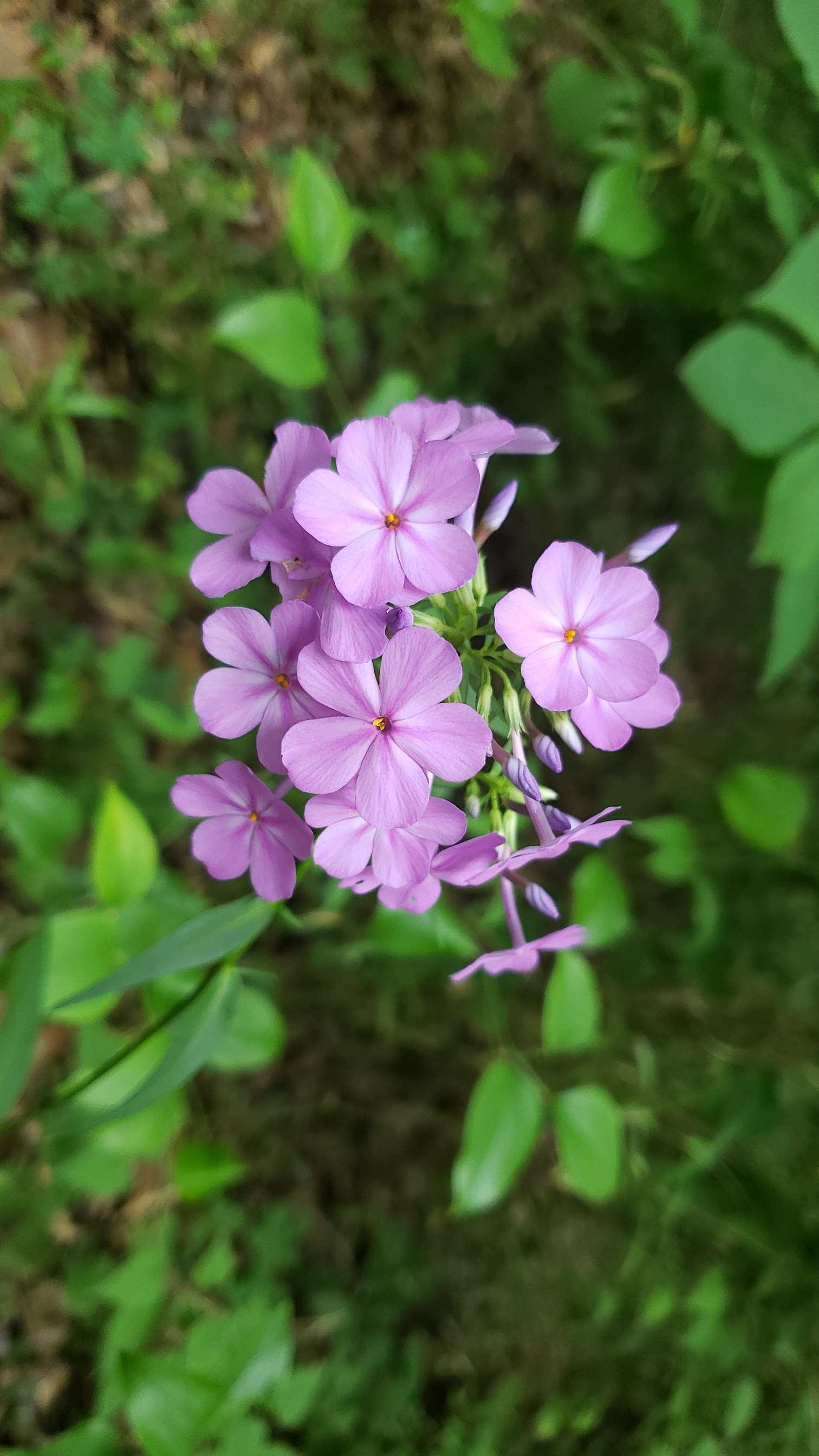 3024 4032 phlox