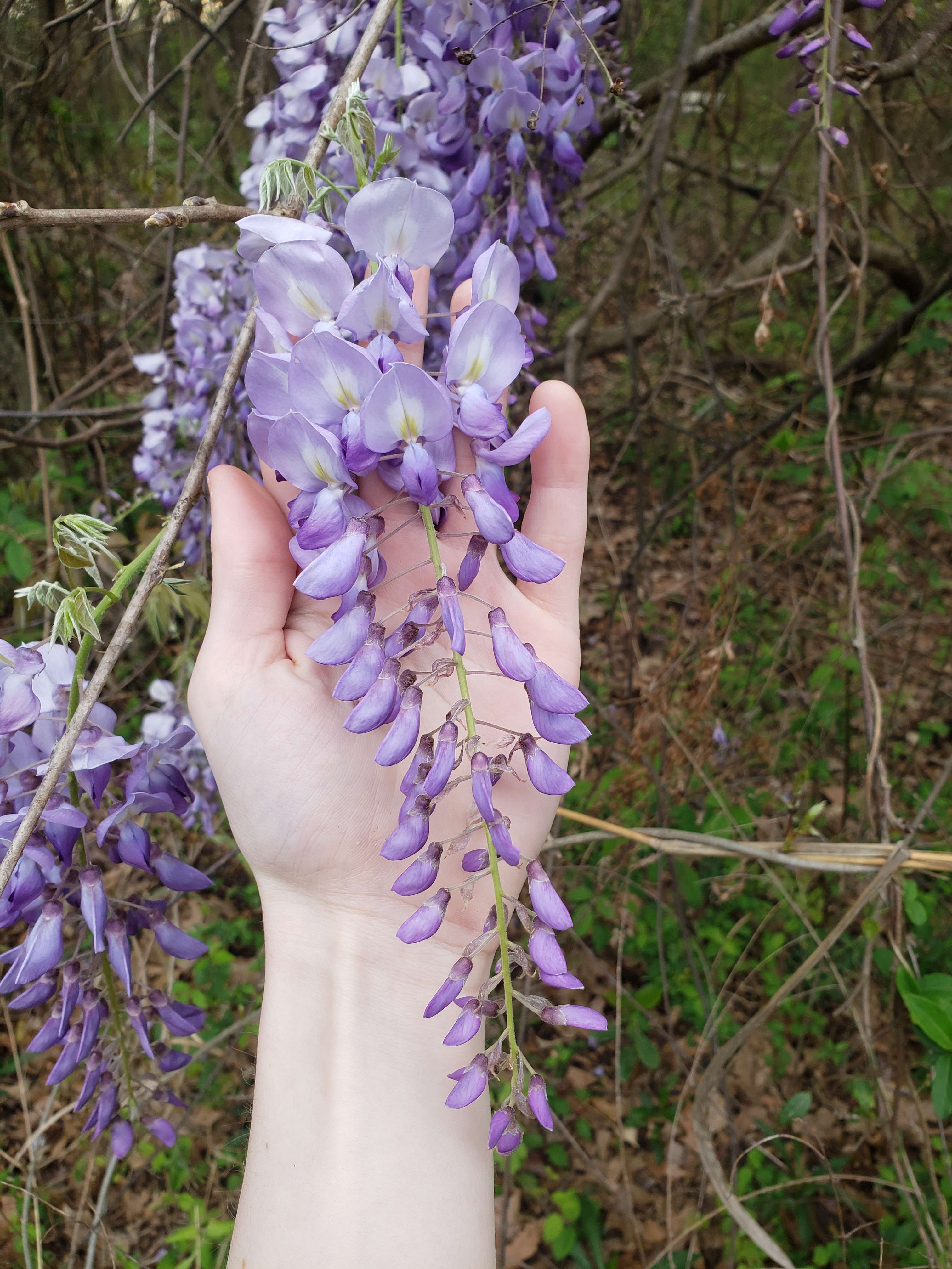 3024 x 4032 wisteria